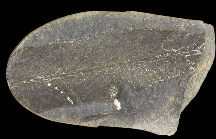 Fossil Macroneuropteris Seed Fern (Pos/Neg) - Mazon Creek #89940
